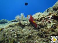 Grigoris reef Grigoris reef
