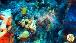 Grigoris Nice Reef. A new dive site for advanced divers! Grigoris Nice Reef. A new dive site for advanced divers!